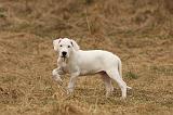 DOGUE ARGENTIN 169